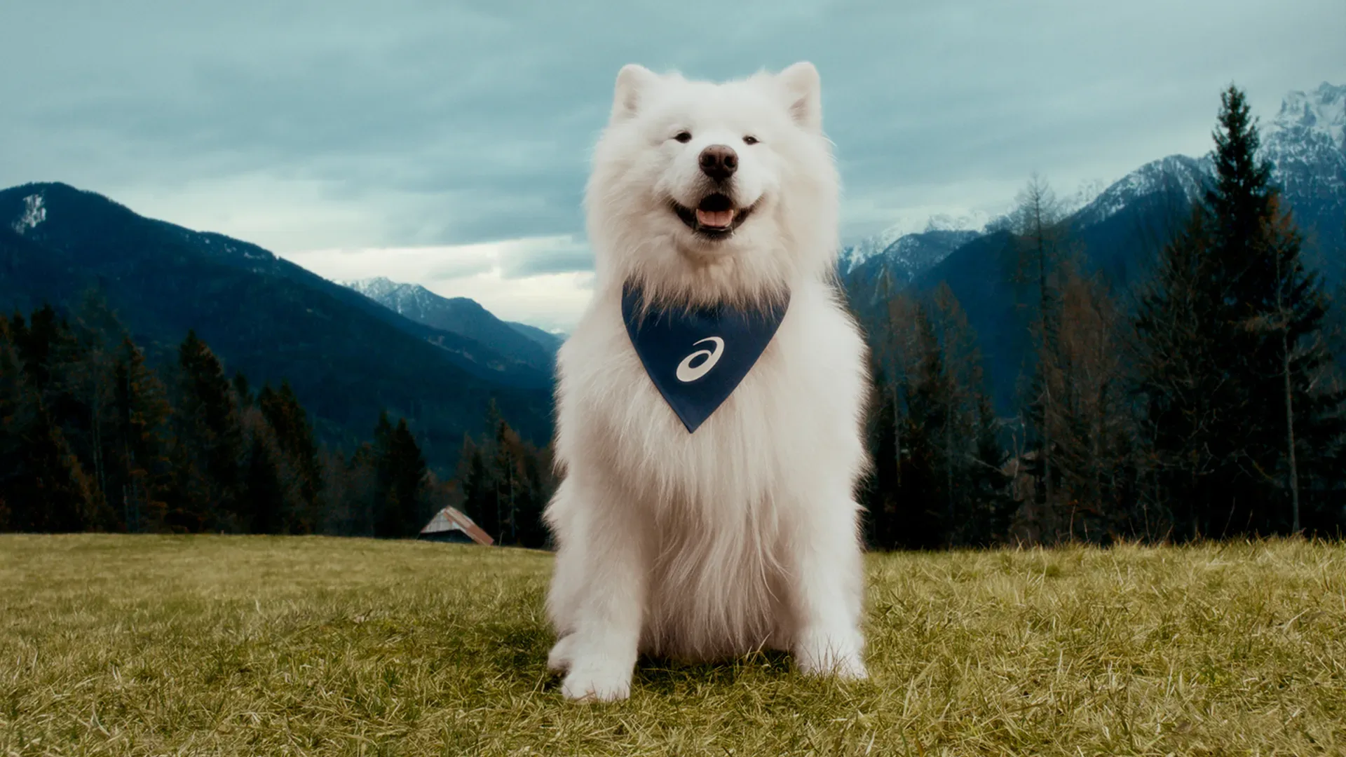 ASICS signs a dog as a brand ambassador